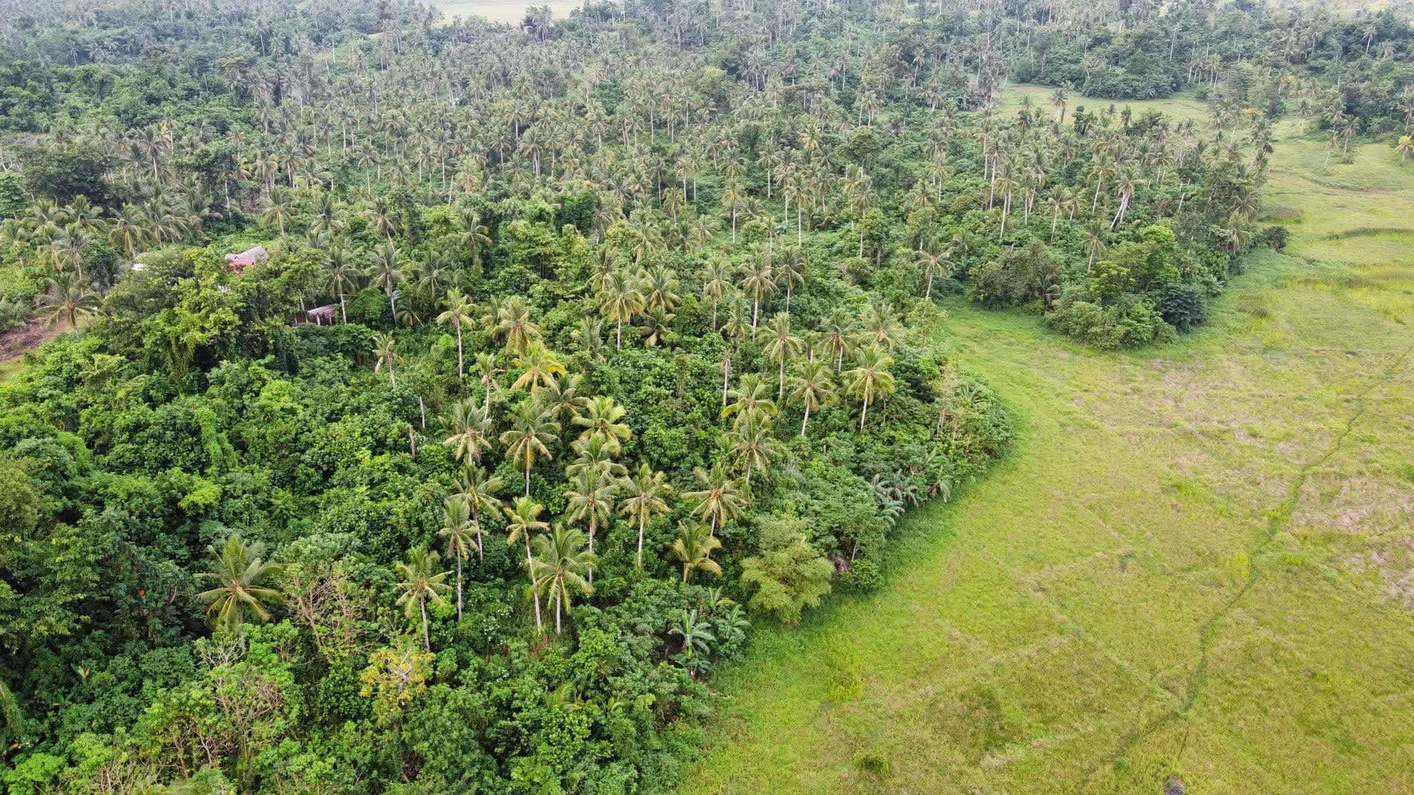 SIARGAO AGRI LAND FOR SALE WITH OCEAN VIEW — photo 3 of 3